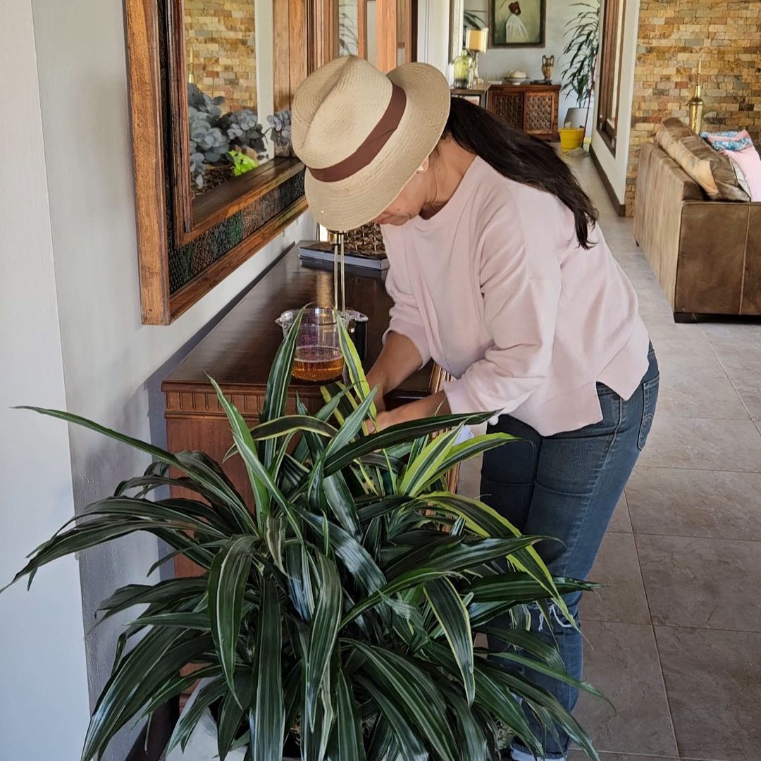 Las mejores Plantas de Interior para Purificar el Aire en tu Hogar