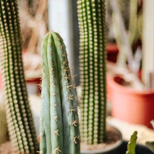 Tendencias en decoración 2021,  que viene después de Covid-19?